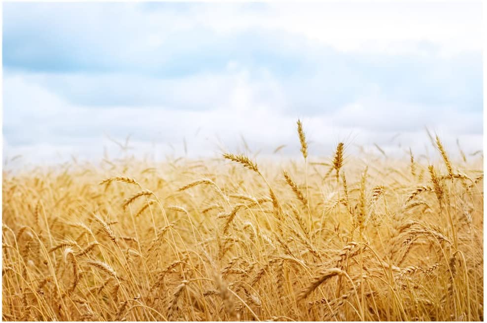 Detail Wheat Background Nomer 20