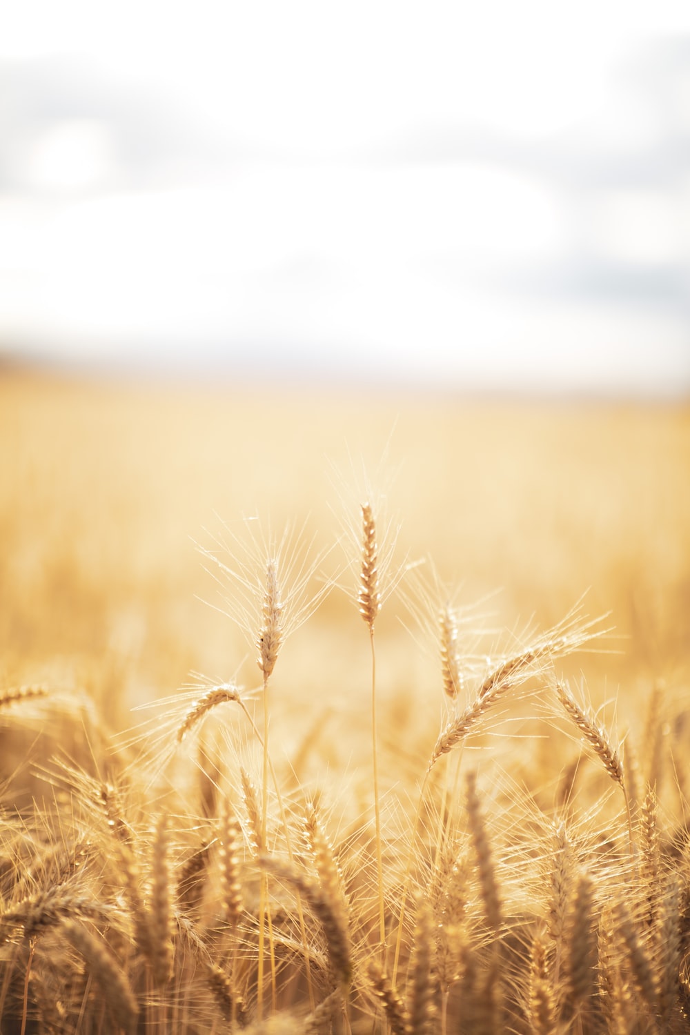 Detail Wheat Background Nomer 3