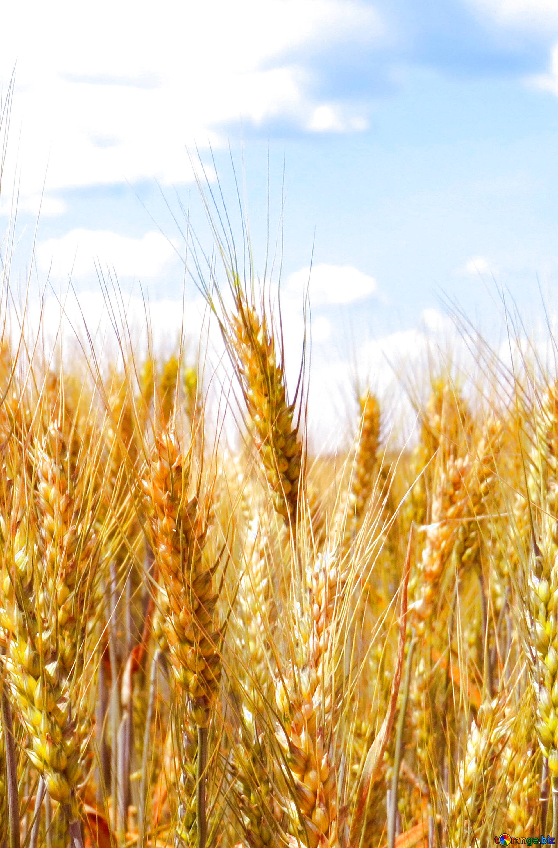 Detail Wheat Background Nomer 21