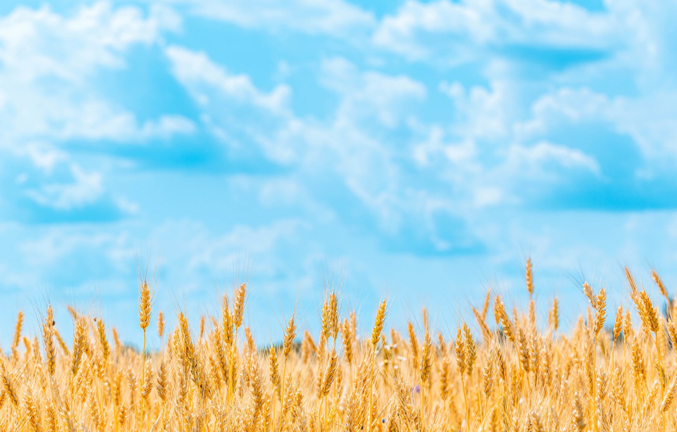 Detail Wheat Background Nomer 23
