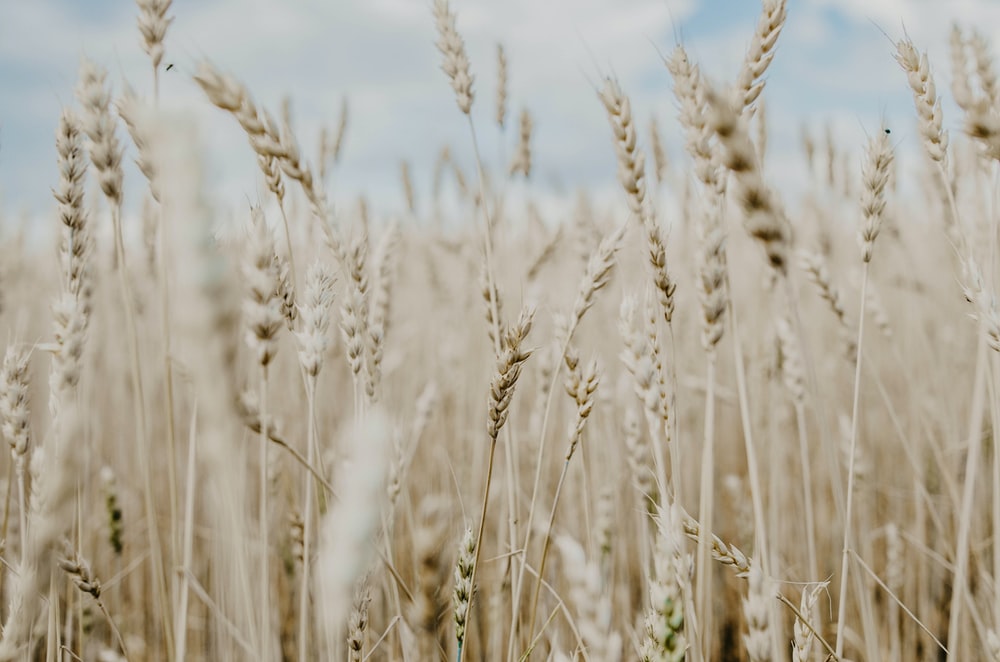 Detail Wheat Background Nomer 25