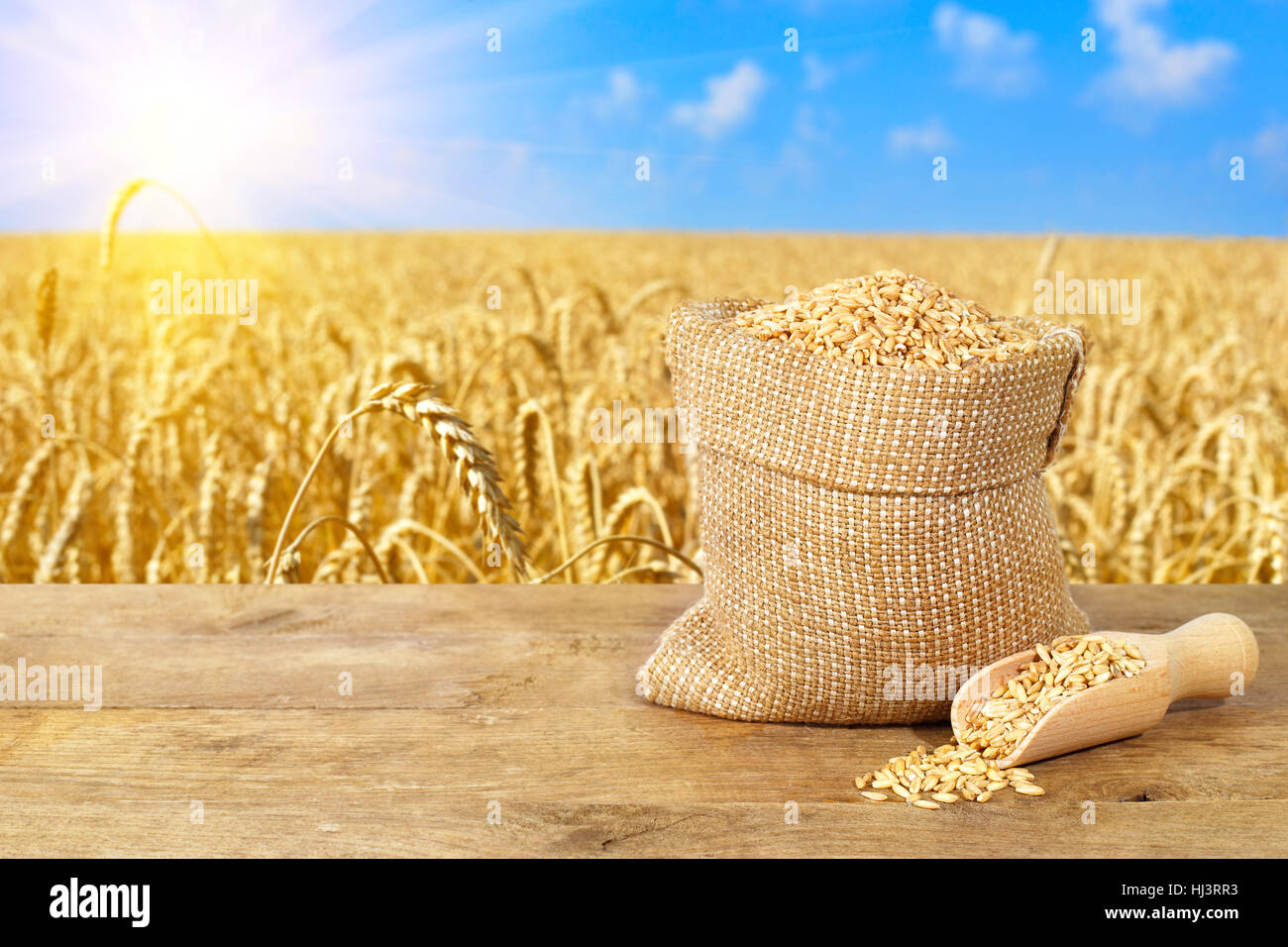 Detail Wheat Background Nomer 27