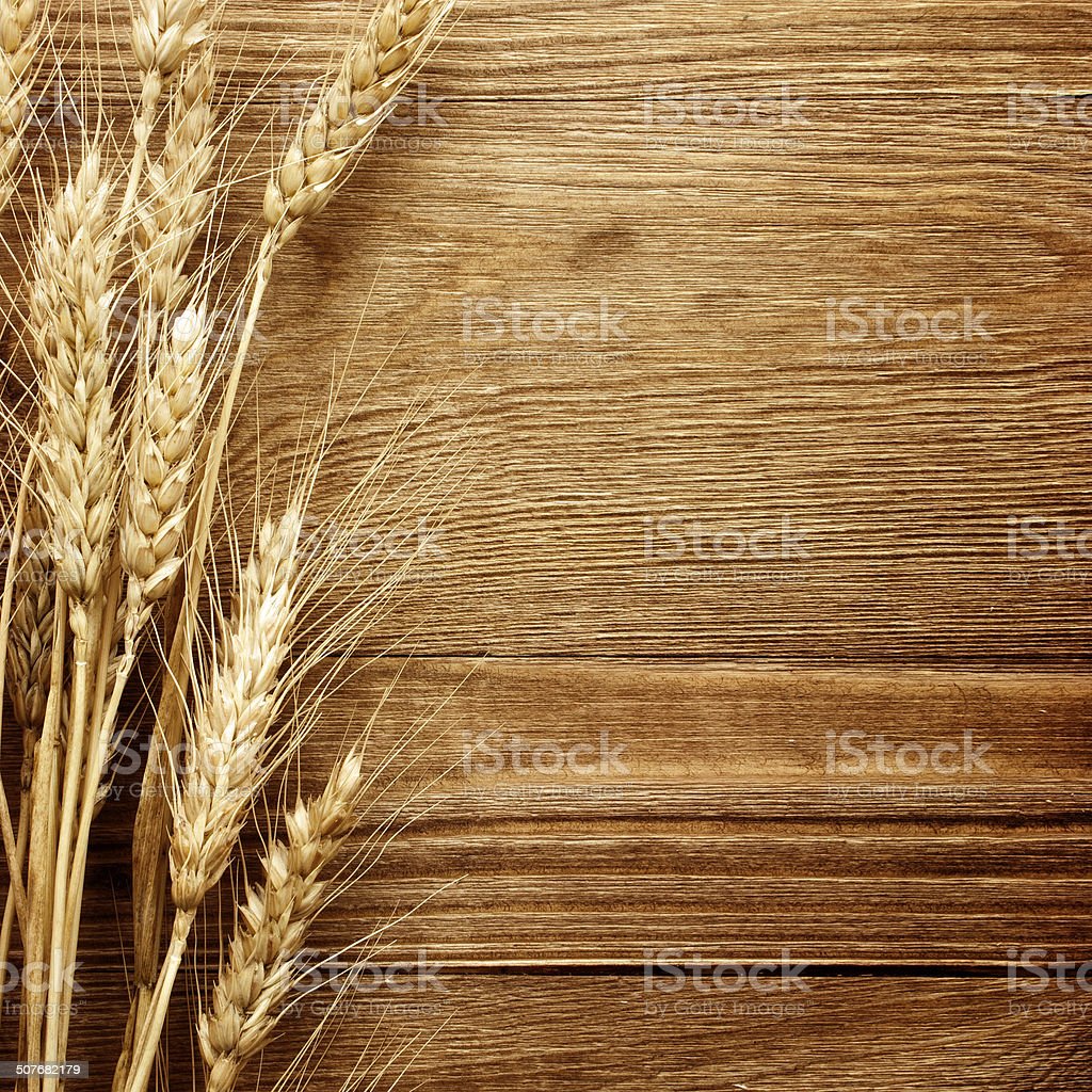 Detail Wheat Background Nomer 28
