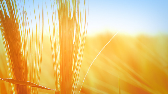 Detail Wheat Background Nomer 29
