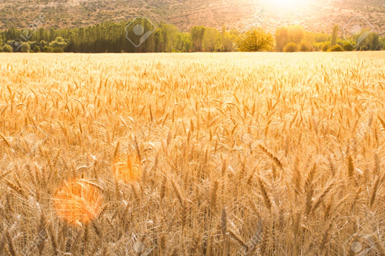 Detail Wheat Background Nomer 30