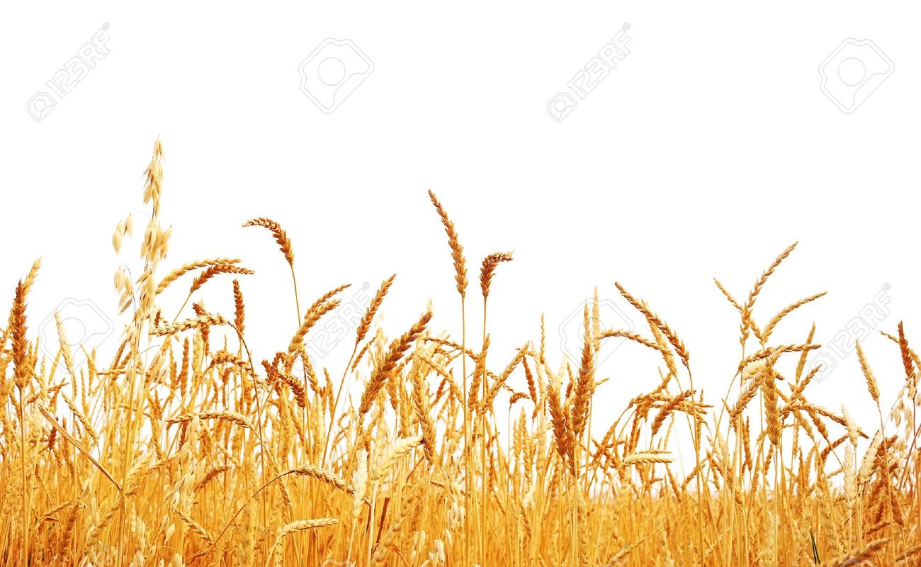 Detail Wheat Background Nomer 31