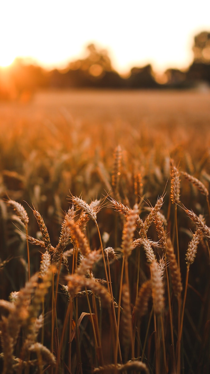 Detail Wheat Background Nomer 33