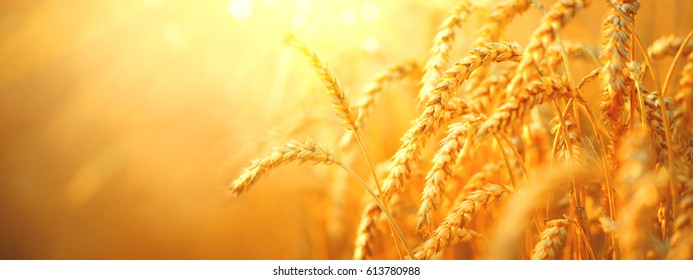 Detail Wheat Background Nomer 34