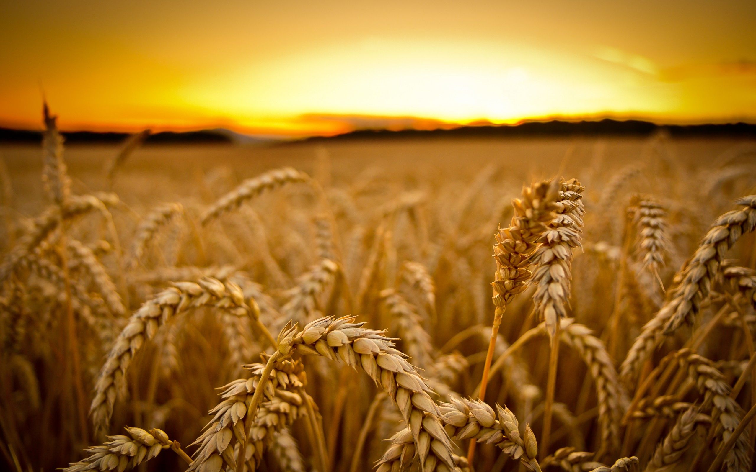 Detail Wheat Background Nomer 35