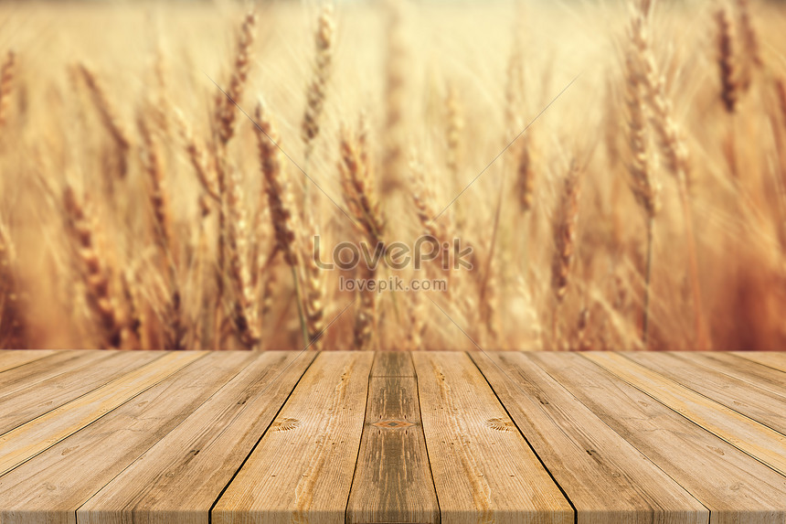 Detail Wheat Background Nomer 37