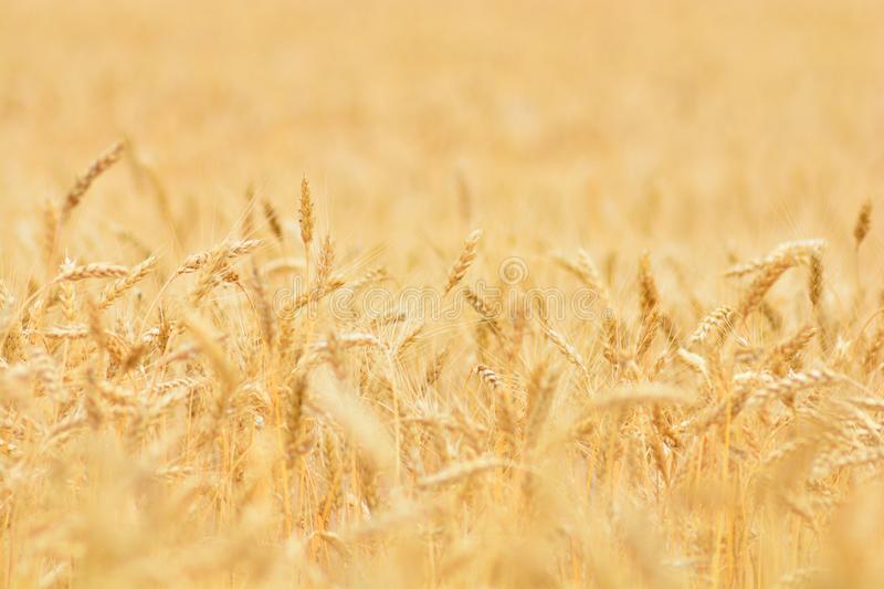 Detail Wheat Background Nomer 5