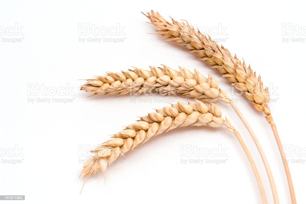Detail Wheat Background Nomer 40