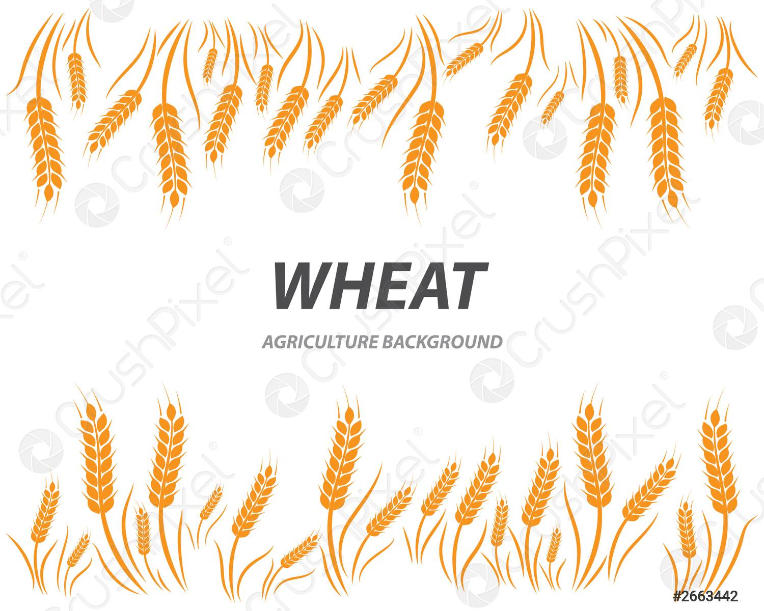 Detail Wheat Background Nomer 41