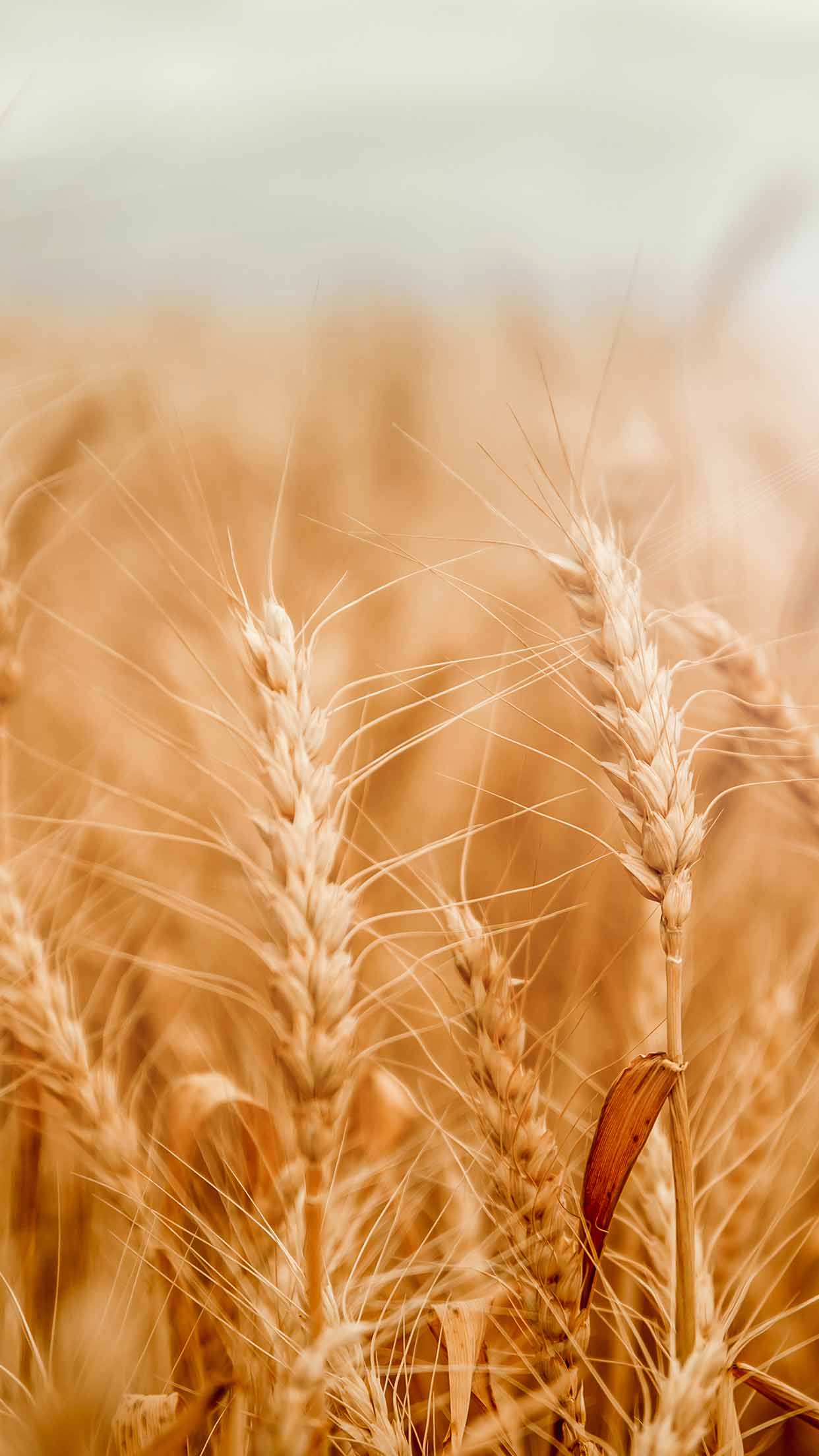 Detail Wheat Background Nomer 42