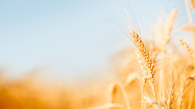 Detail Wheat Background Nomer 43