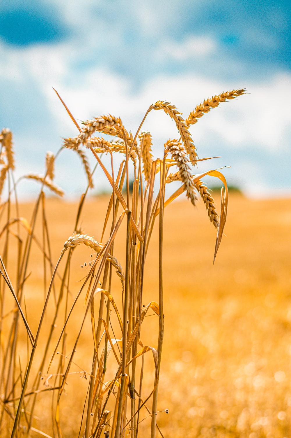 Detail Wheat Background Nomer 44