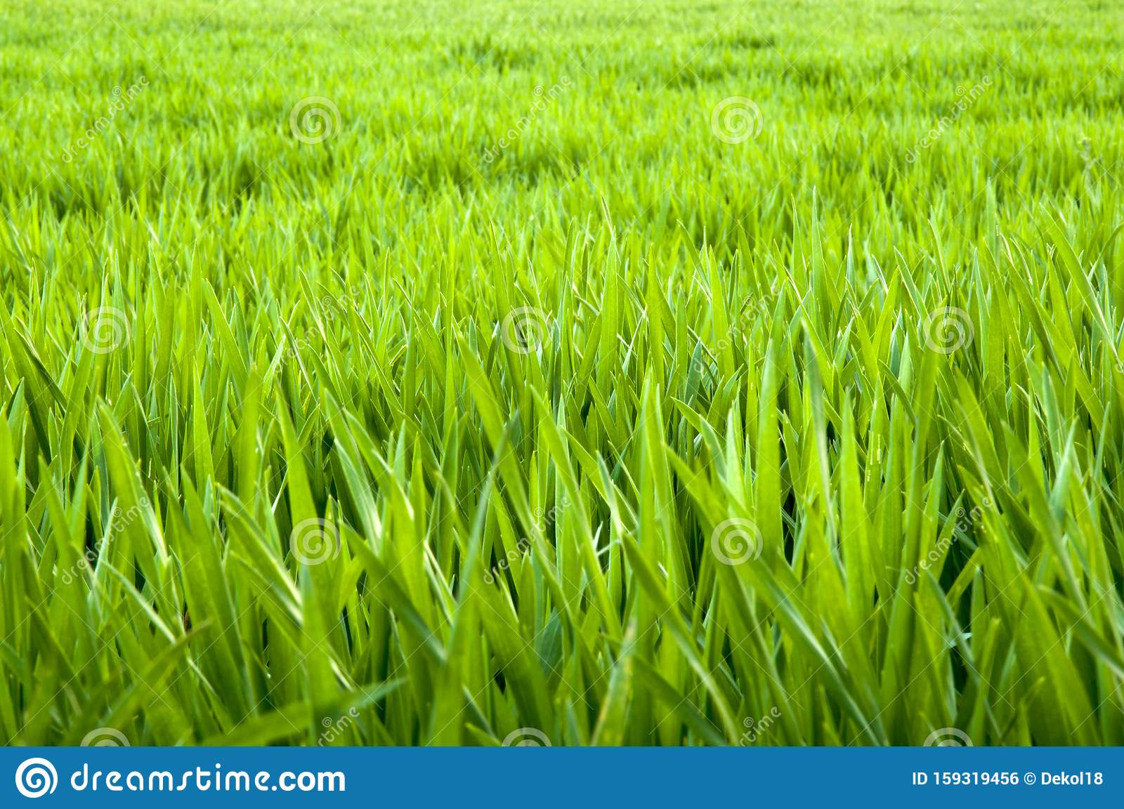 Detail Wheat Background Nomer 45