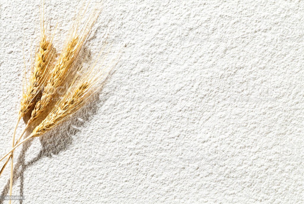 Detail Wheat Background Nomer 47