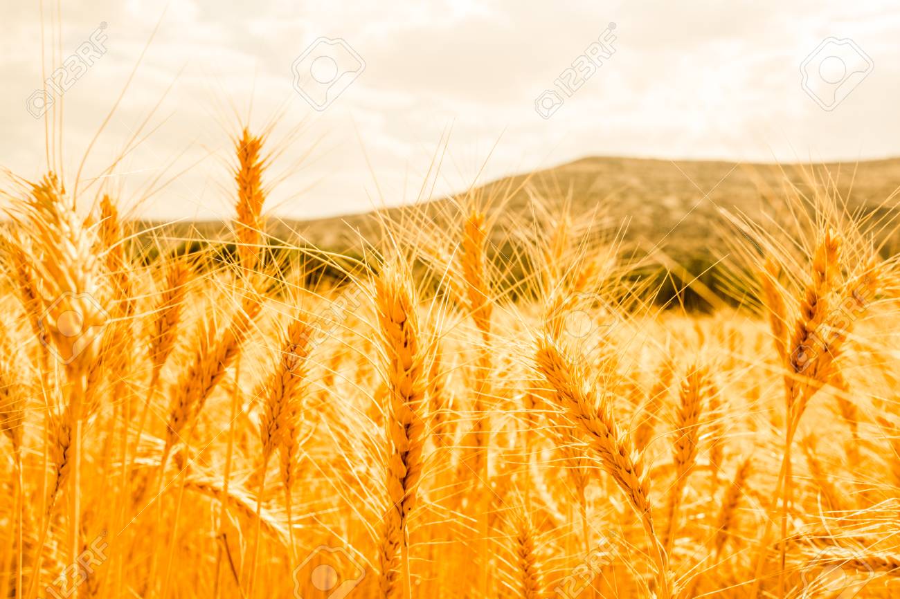 Detail Wheat Background Nomer 6