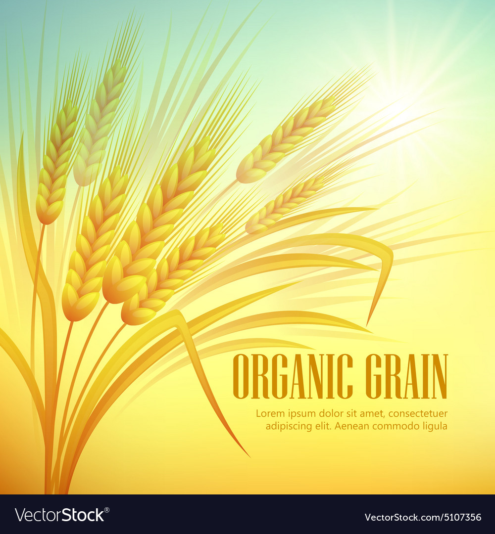 Detail Wheat Background Nomer 49