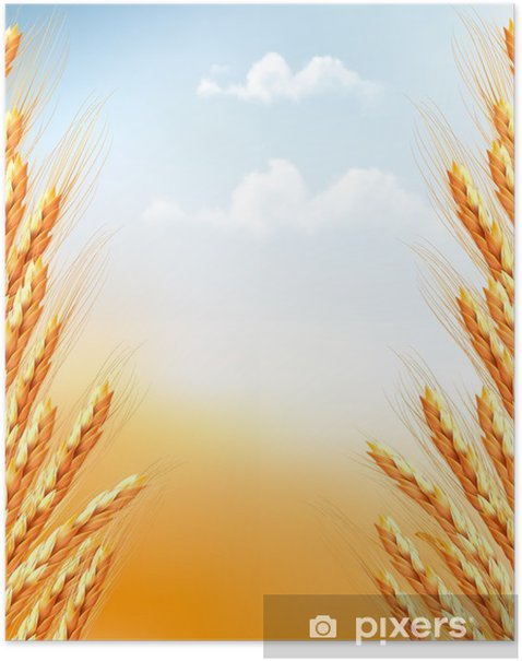 Detail Wheat Background Nomer 51