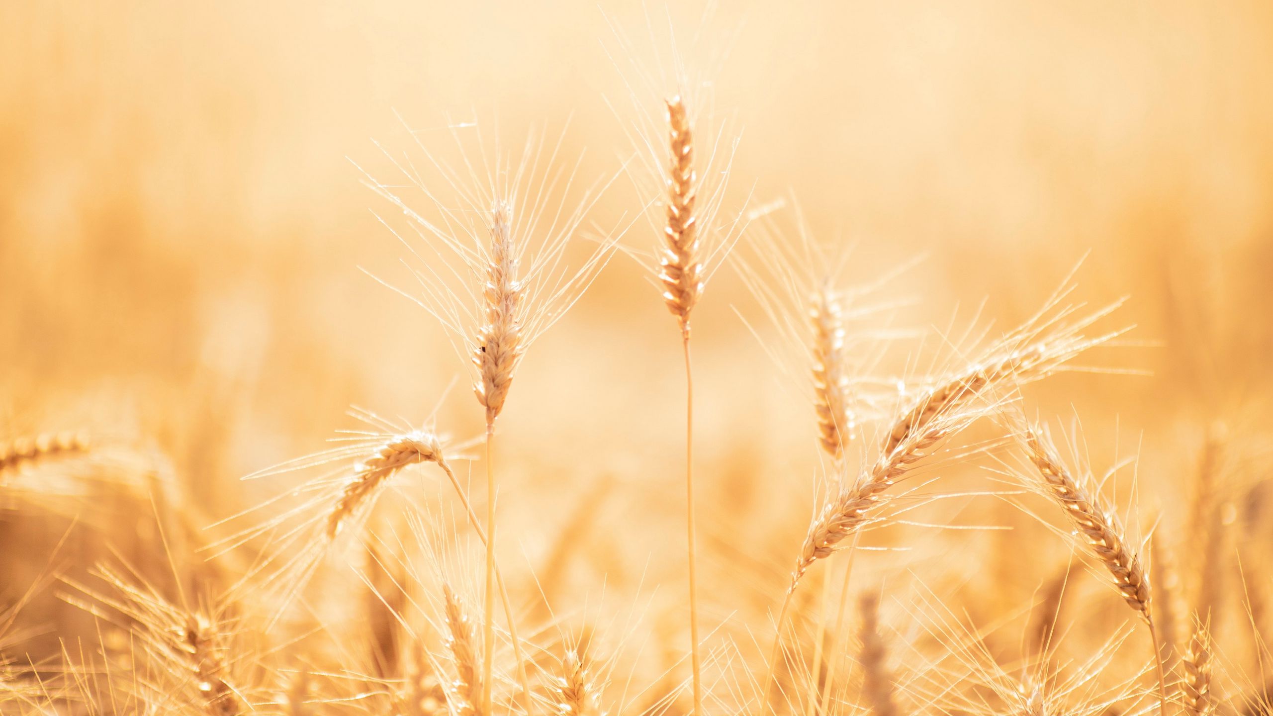 Detail Wheat Background Nomer 52