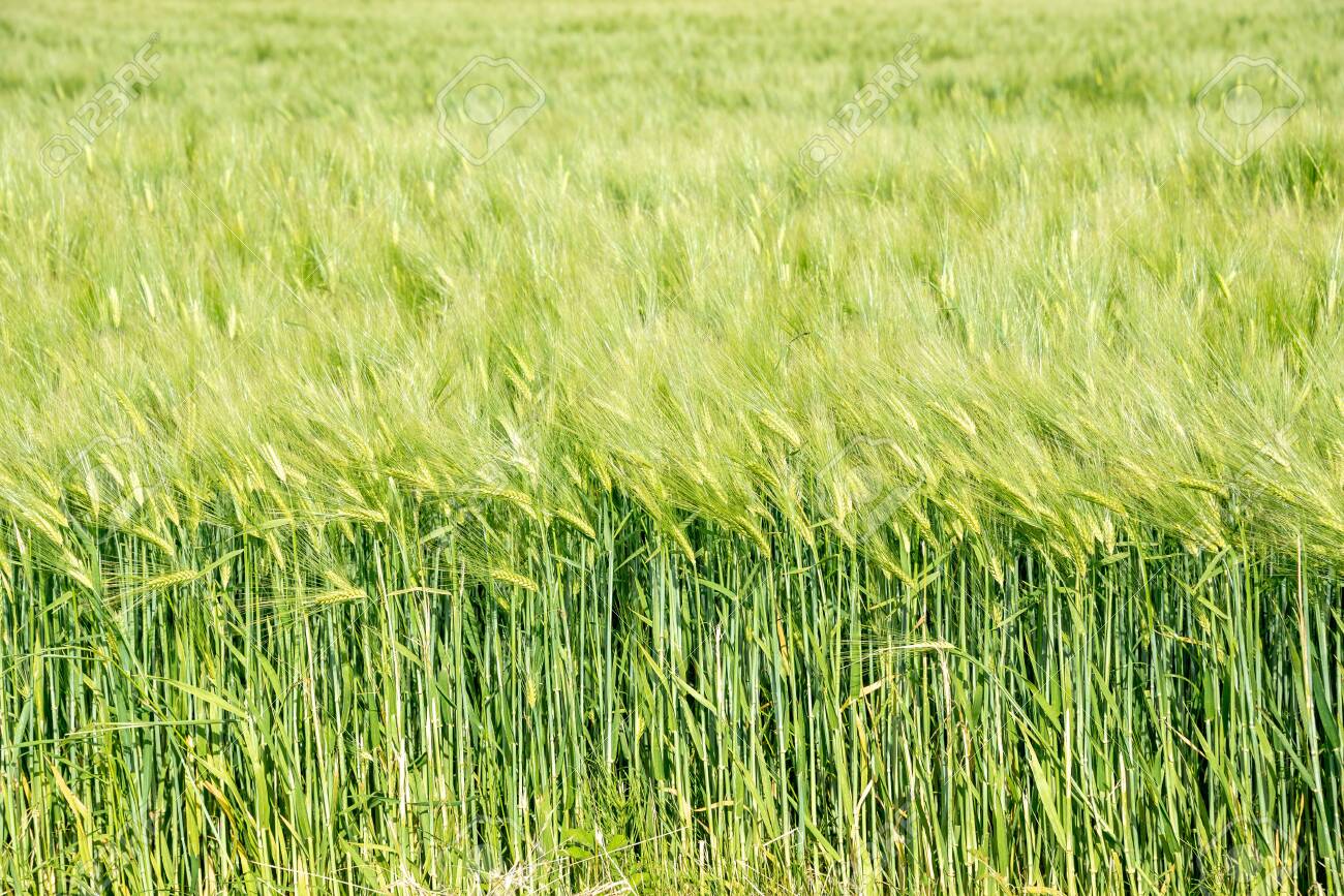 Detail Wheat Background Nomer 54