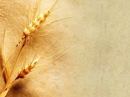 Detail Wheat Background Nomer 55