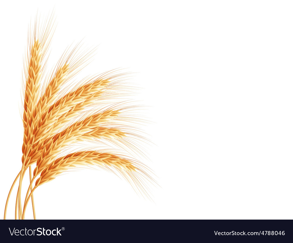Detail Wheat Background Nomer 56