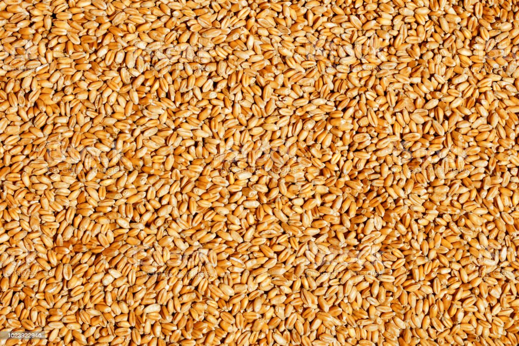 Detail Wheat Background Nomer 58