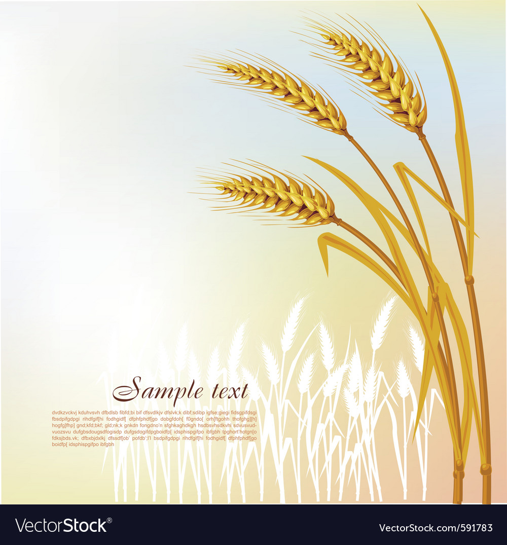 Detail Wheat Background Nomer 7