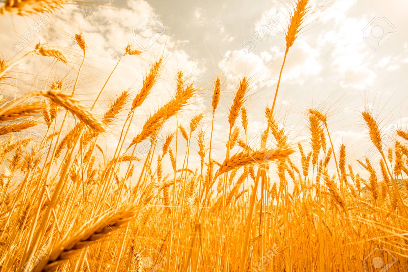 Detail Wheat Background Nomer 8