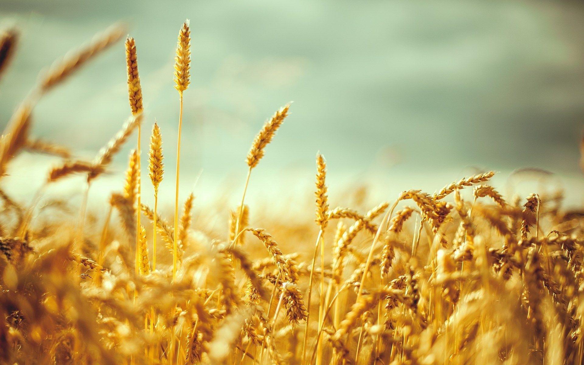 Detail Wheat Background Nomer 9