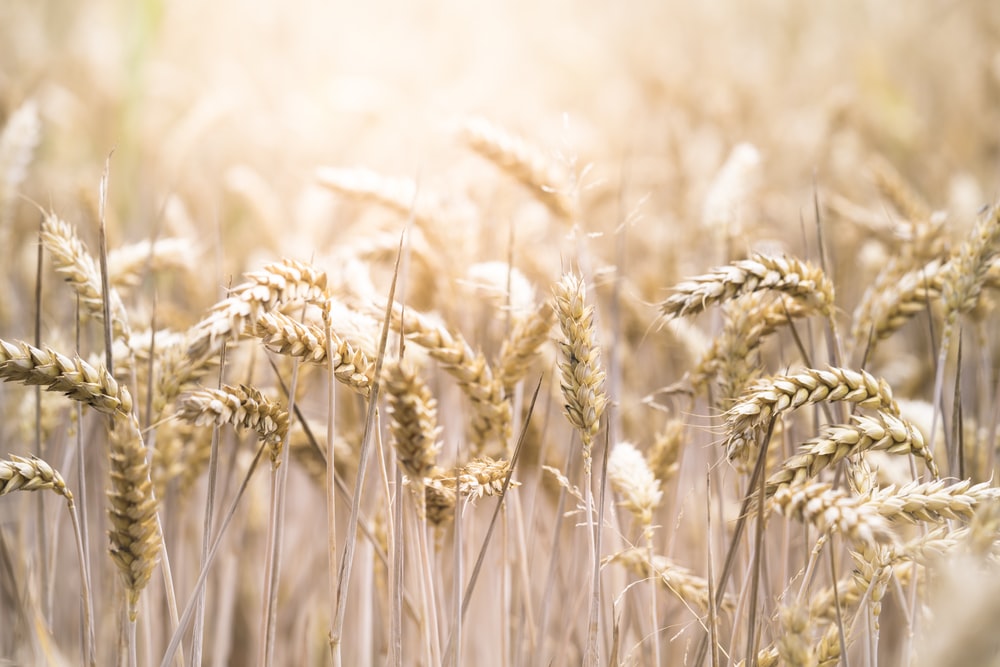Detail Wheat Background Nomer 10