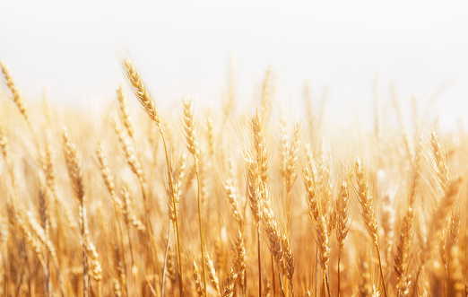 Wheat Background Image - KibrisPDR