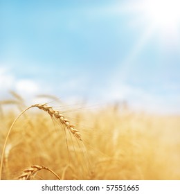 Detail Wheat Background Image Nomer 23