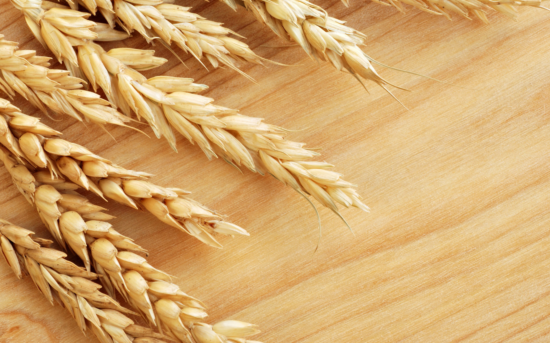 Detail Wheat Background Image Nomer 24