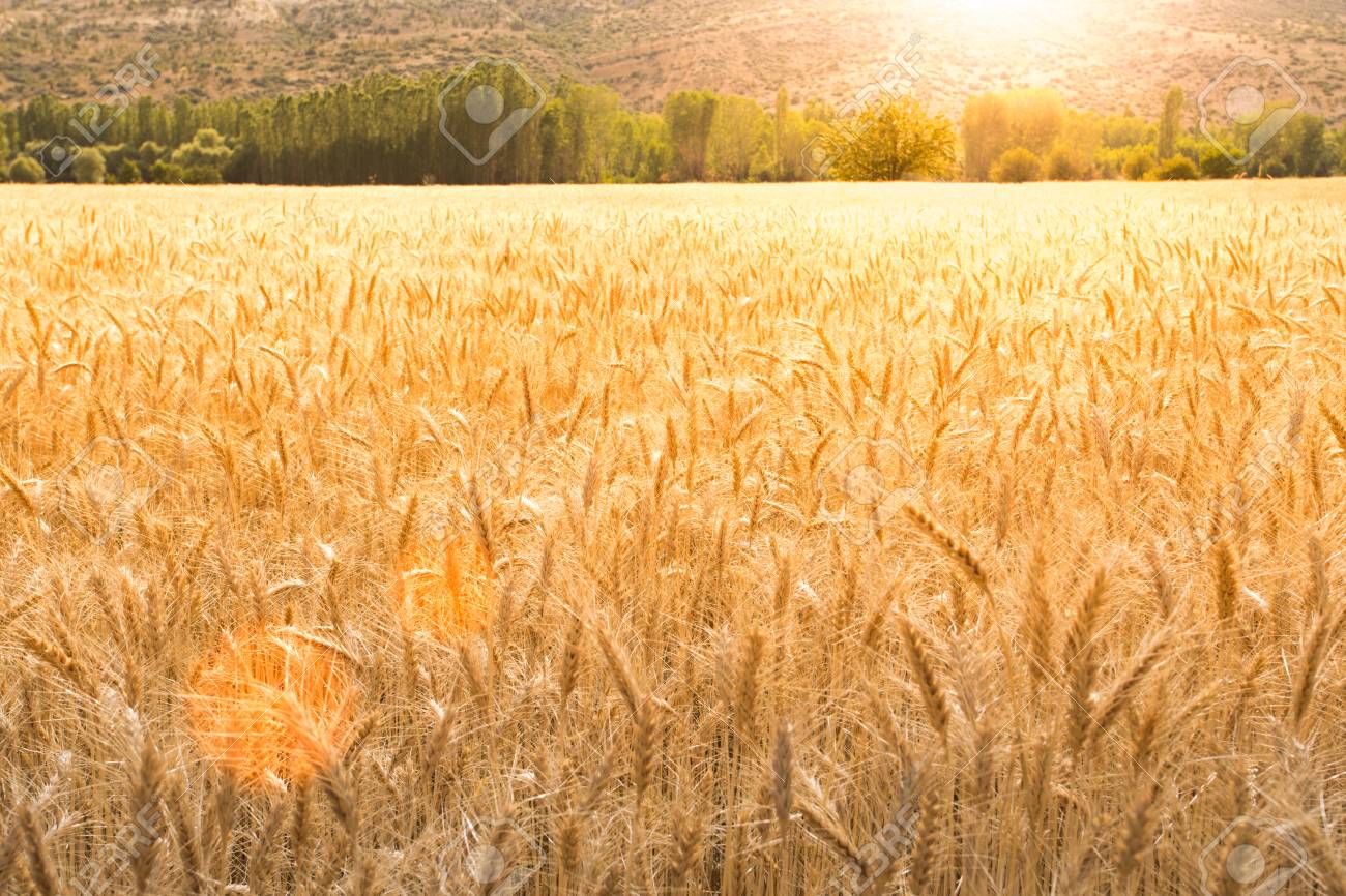 Detail Wheat Background Image Nomer 26