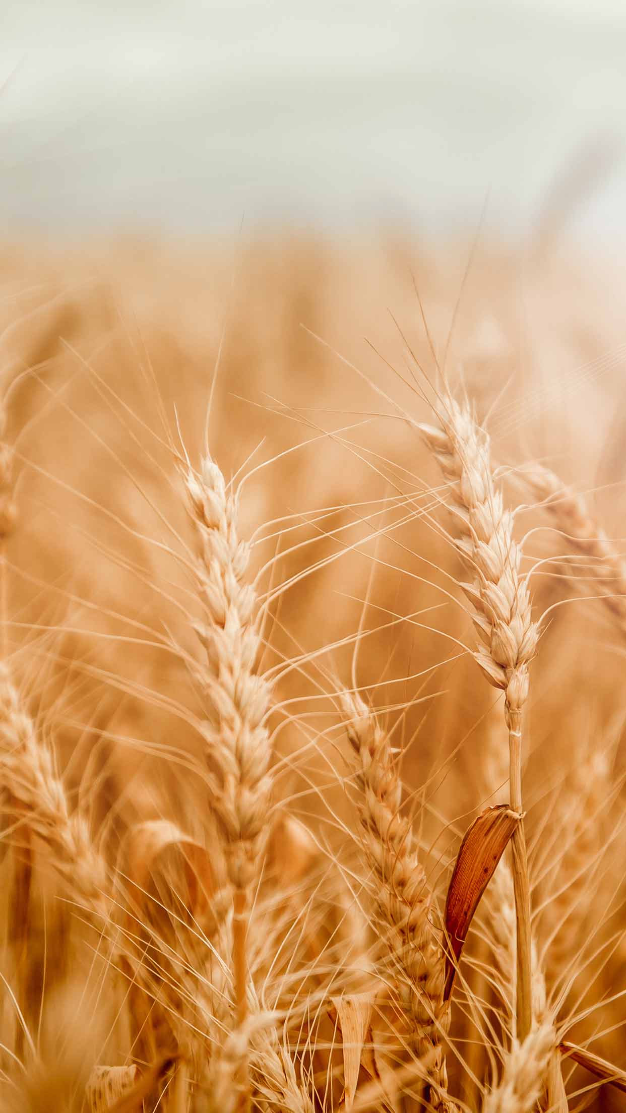 Detail Wheat Background Image Nomer 29