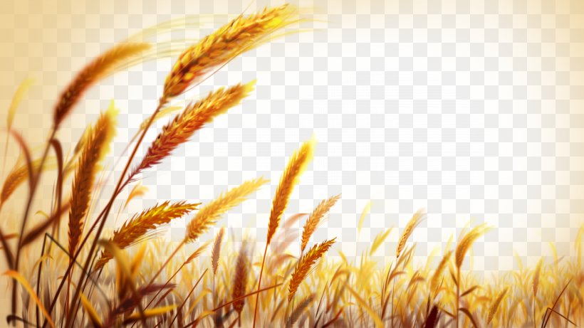 Detail Wheat Background Image Nomer 30