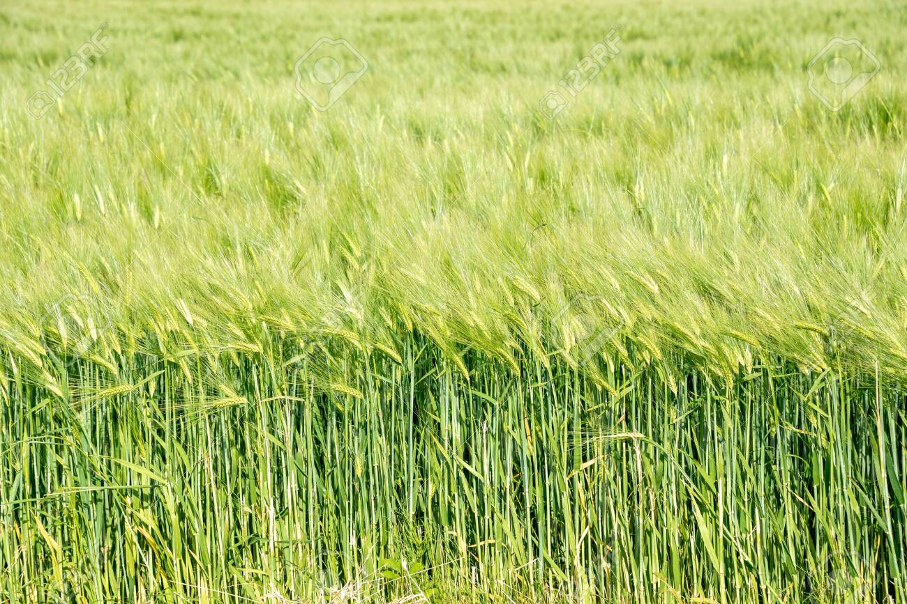 Detail Wheat Background Image Nomer 35