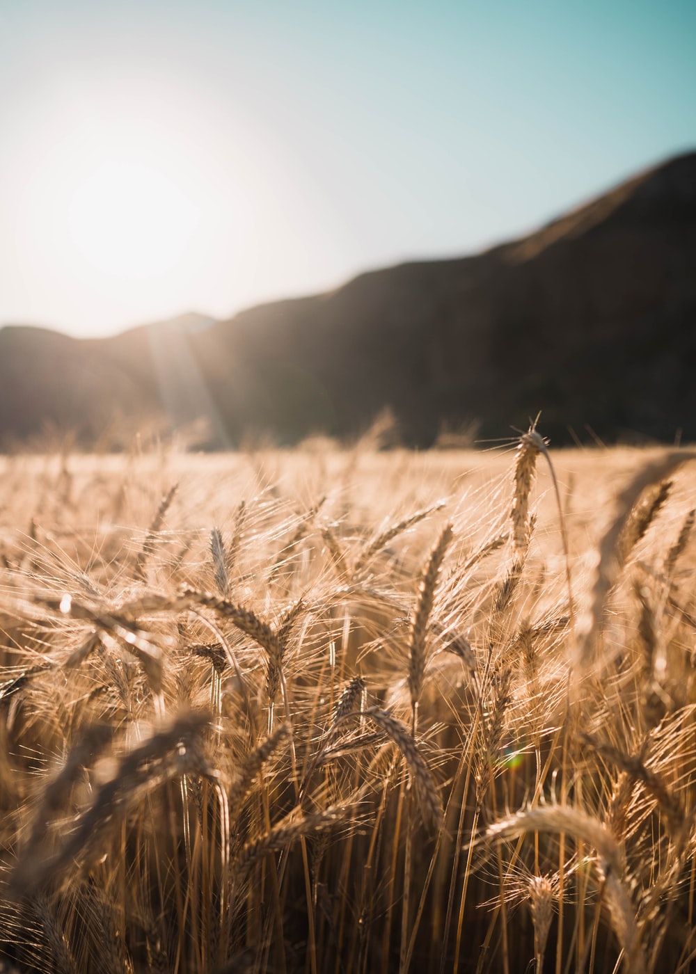 Detail Wheat Background Image Nomer 36