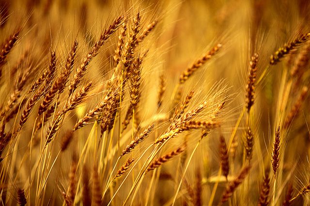 Detail Wheat Background Image Nomer 41