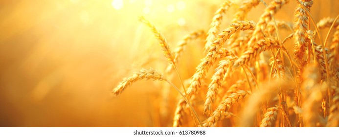 Detail Wheat Background Image Nomer 42