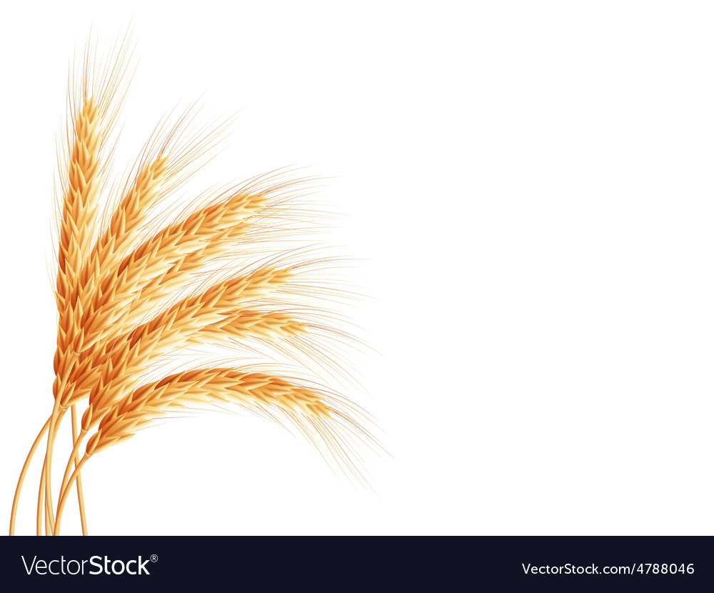 Detail Wheat Background Image Nomer 43