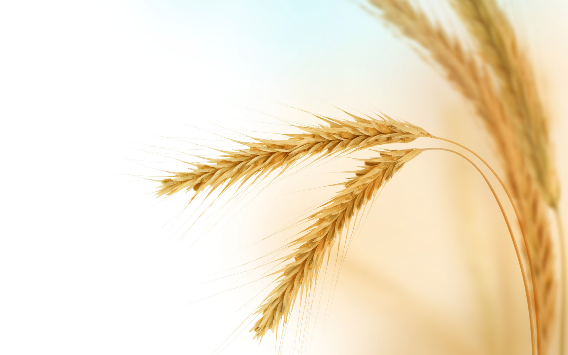 Detail Wheat Background Image Nomer 44