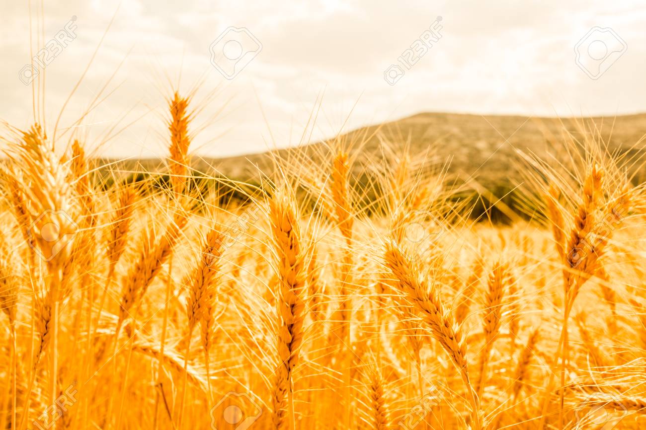 Detail Wheat Background Image Nomer 6