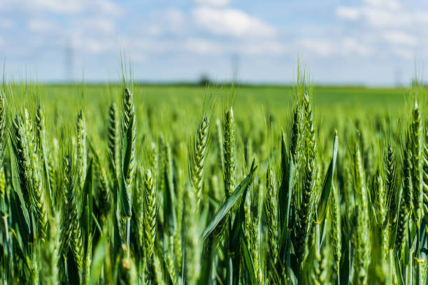 Detail Wheat Background Image Nomer 49