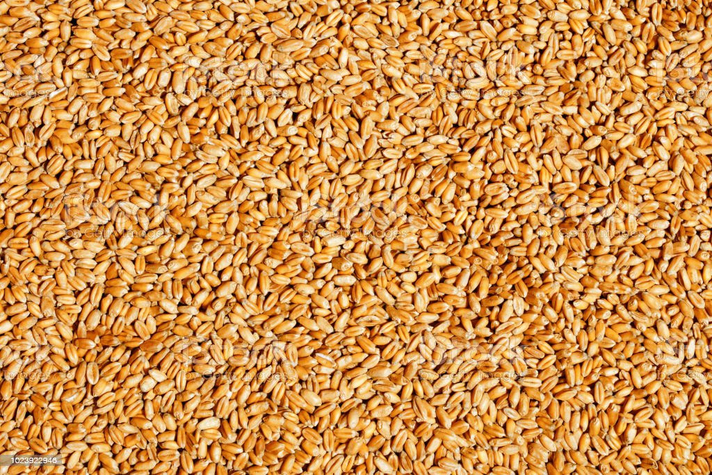 Detail Wheat Background Image Nomer 51