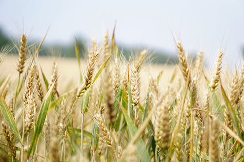 Detail Wheat Background Image Nomer 57